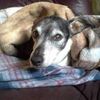 oliverthedog015