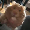 riftyhamster