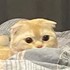 kitty__peach