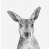 iamakangaroo1