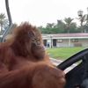 orangutangolfcart