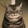 arrogante_games