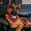 kodiak_baby