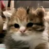 nhaneovi4