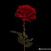affiliatepemula131