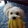 dyj43bal6m6v