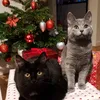 swedishcatmafia