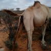 dhaqandhowr1🐪