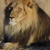 zidanefan7398