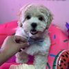 thor.maltipoo