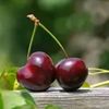 cherryflower_77
