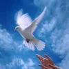 hassanalisre