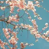 thuannguyen2618