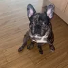brucethefrenchie5