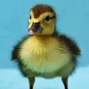 fluffyducky1990