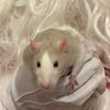 the_animal_atlas