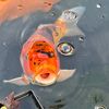 robs_fish