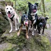 ahandfulofdogs