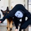 kat_thetiredpooch_