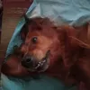 elenka_64.3