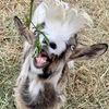 forfuzzies