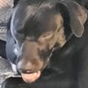 itheanimallover