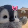 catspawshies