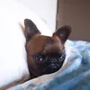 chayacp3
