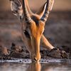 alneyadi_l
