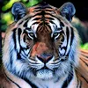 il_tigre_solitario