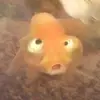yesthatguyagain