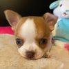 Precious Gems AKC Chihuahuas