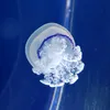 piruletilla_15