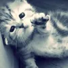 mimiyauu