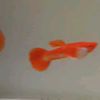 dimyatiguppy
