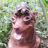 hyapybara