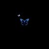 butterfly_142331