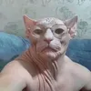 typischadam099