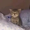 dinggadinggagirl