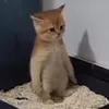 lasagnaas