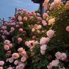 seanxiao_3