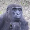 balakschman