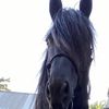 traciesfriesian