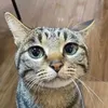 mackenzorp