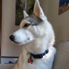 ivarthehusky
