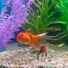 lenk_aquarium