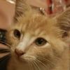 thenorriscats