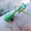 mantis1426