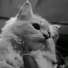 matt_0061
