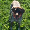 bode_gsp